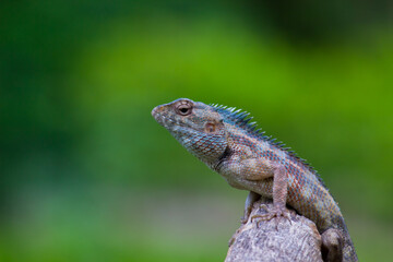 he oriental garden lizard, eastern garden lizard, bloodsucker or changeable lizard resting on a log