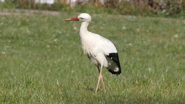 Elegant stork looking for predators and picking insects out a green grass field