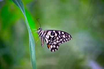 Lemon butterfly, lime swallowtail and chequered swallowtail resting on the flower plants
