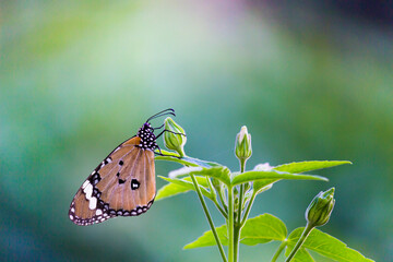  Close up of Plain Tiger (Danaus chrysippus) butterfly visiting flower in nature in a public park and feeding itself during springtime in India.
