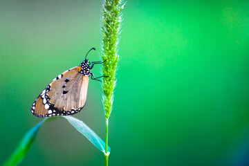  Close up of Plain Tiger (Danaus chrysippus) butterfly visiting flower in nature in a public park and feeding itself during springtime in India.
