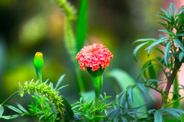 Yellow and orange marigold flowers (Tagetes) in bloom among other flowers in the garden