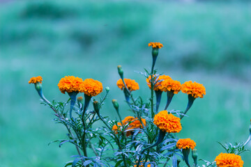 Yellow and orange marigold flowers (Tagetes) in bloom among other flowers in the garden