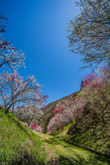 南信州花桃の里　長野県阿智村