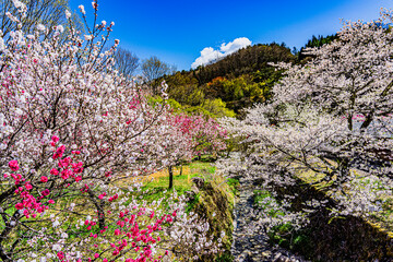 花桃の里　長野県阿智村　南信州