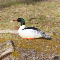 Mergus merganser |  Canard harle bièvre ou grand bec-scie mâle à tête vert foncé, long bec rouge crochu et denticulé, poitrine et cou blanc