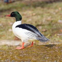 Mergus merganser |  Canard harle bièvre ou grand bec-scie mâle à tête vert foncé, long bec rouge crochu et denticulé, poitrine et cou blanc