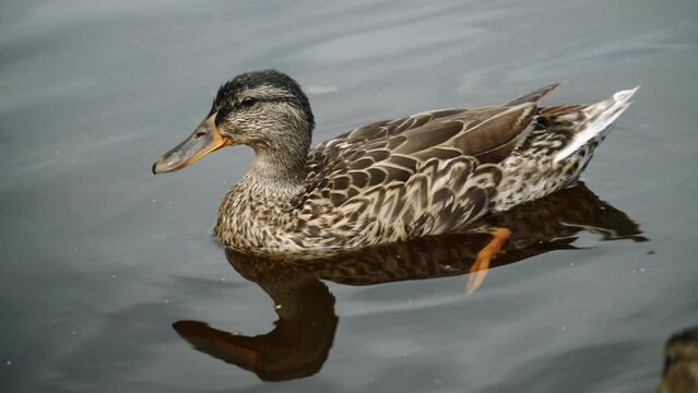 duck watching and swiming close up