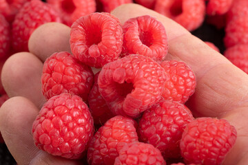 Photo of a red raspberry in a man's hand against the background of raspberries