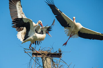 Three white storks in the nest against blue sky
