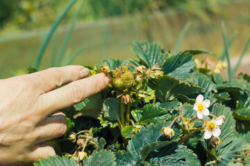 Checking on a strawberry plant