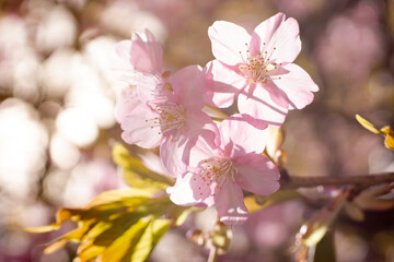 桜, 木, 花, 全盛期, 自然, ピンク, ブランチ, 花, サクランボ, 咲く, 植える, すごい, 季節, つぼみ, 美しさ, 葉, サクラ, 庭, フローラル, sakura, 植物, 伸び, 空, 開花
