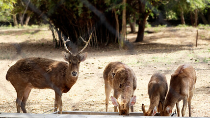 Deer drink water. Sees a deer. In the dim background
