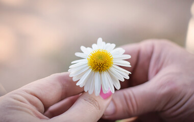 a man's hand passes a daisy into a woman's hand