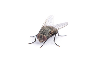 fly isolated on a white background
