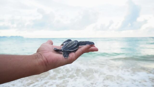 Baby Leatherback
Sea Turtle