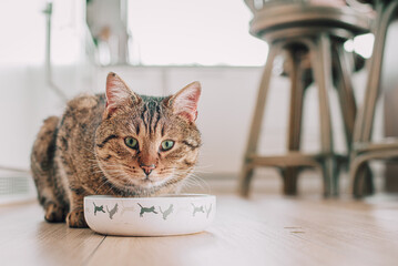 Kot je z miski swój posiłek w białej kuchni - obrazy, fototapety, plakaty