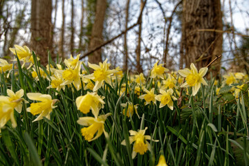 Fototapeta premium Jonquilles sauvages dans un bois