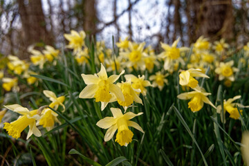 Obraz premium Jonquilles sauvages dans un bois