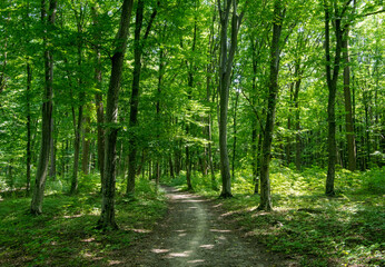 Fototapeta na wymiar a path is in the green forest
