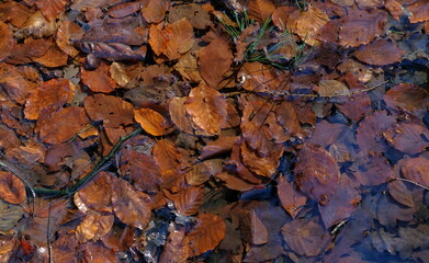 trees, water and leaves in the dutch woods in autumn