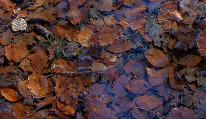 trees, water and leaves in the dutch woods in autumn