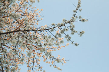 Cherry tree blossom, spring blossoming tree, beautiful cherry colours, spring allergy sunrise #004