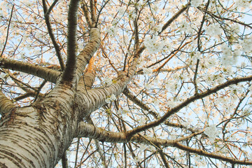 Cherry tree blossom, spring blossoming tree, beautiful cherry colours, spring allergy sunrise #002