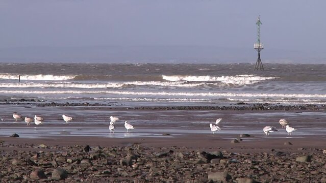Birds perched on the seashore at low tide. Minehead. Somerset.UK
