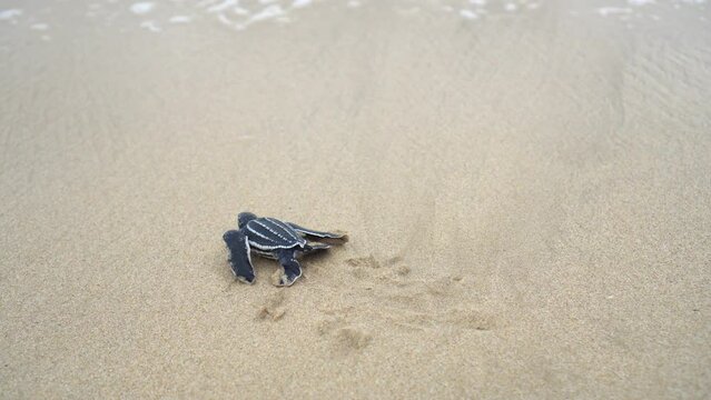 Baby Leatherback
Sea Turtle