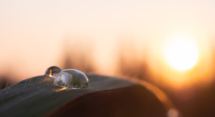 dew on grass macro. Drops of dew in the morning glow in the sun. Natural background. Beautiful large drops. Drops pure transparent water spring summer in nature. 