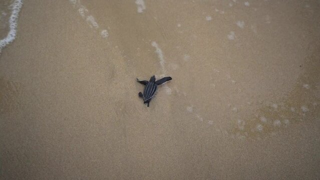Baby Leatherback
Sea Turtle