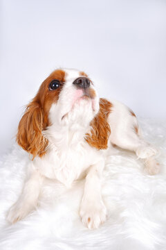 Funny portrait of a white dog with orange spots on a light background. A little King Charles spaniel puppy lies on a white fur rug and looks up with interest. Vertical photography