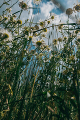 colorful field of spring flowers 
