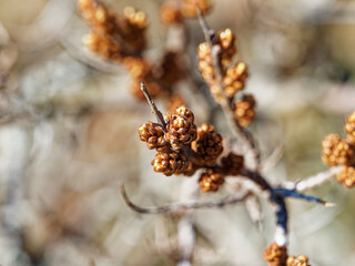 Gros plan sur rameaux tortueux, nus et épineux d'argousier ou Hippophae rhamnoides à inflorescence printanière en grappes de fleurs femelles en boutons brun-verdâtre arrondie