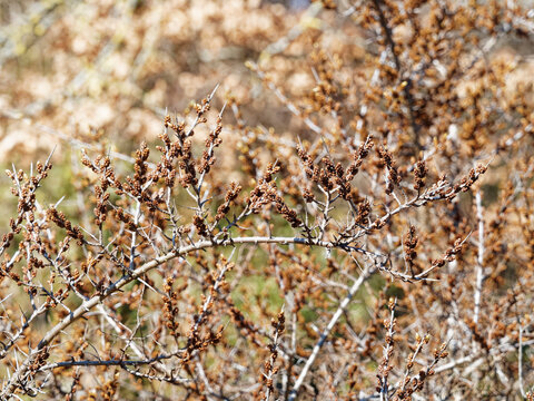 Hippophae rhamnoides | Argousier ou faux nerprun. Arbrisseau de forme arborescente &agrave; inflorescence ap&eacute;tales en boutons minuscules verd&acirc;tre et brunes sur rameaux nus et &eacute;pineux en d&eacute;but du printemps