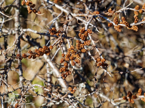 Hippophae rhamnoides ou argousier aux rameaux minces, tortueux et &eacute;pineux &agrave; inflorescence minuscule de boutons floraux arrondis en grappes brun-verd&acirc;tre en fin d'hiver