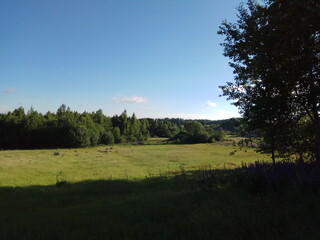 landscape with trees