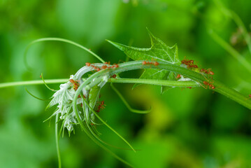 close-up photo of red ants