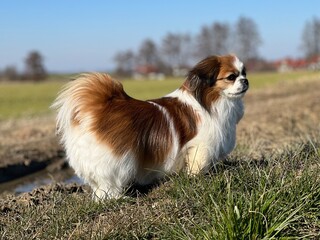 Kleine Hundedame steht an einem Feld und beobachtet die Gegend.
Hündin, Hund, auf dem Land, Haustier, Spaziergang