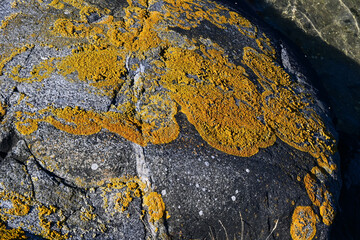 Orange lichen growing on rocks by the sea in Sweden