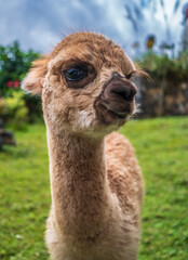 Obraz premium An inquisitive alpaca posing for a photo