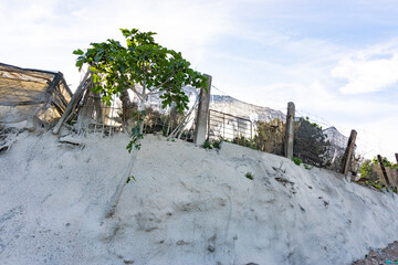 a fig tree covered in cement