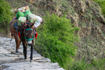 A small horse or mule is carrying all the camping essentials and goods to the camping site on its back. mule is walking on a stone paved trail carrying goods to remote areas or villages in spring.  - obrazy, fototapety, plakaty