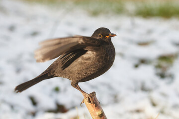 Amsel im Winter	
