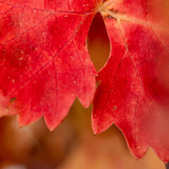 Vigne in autunno la magia dei colori