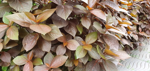 Light brown leaf of Jacob's Coat or Painted Copper Leaf, rounded or pointed leaves. Scientific name:Acalypha wilkesiana Müll-Arg.Exotic ornamental plants are popular in garden, fences with strong sun.