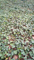 Obraz premium Textura hojas caídas