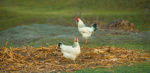 Photo of a hen looking at the camera and a blurred rooster in the background.