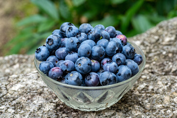 Fruit of blueberries  are in glass bowl.
